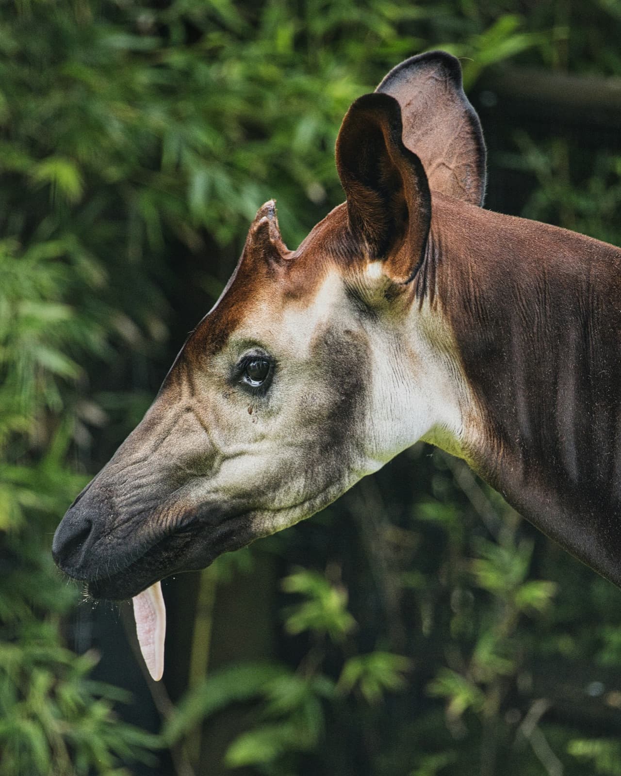 Fonds Okapi - équipe de conservation